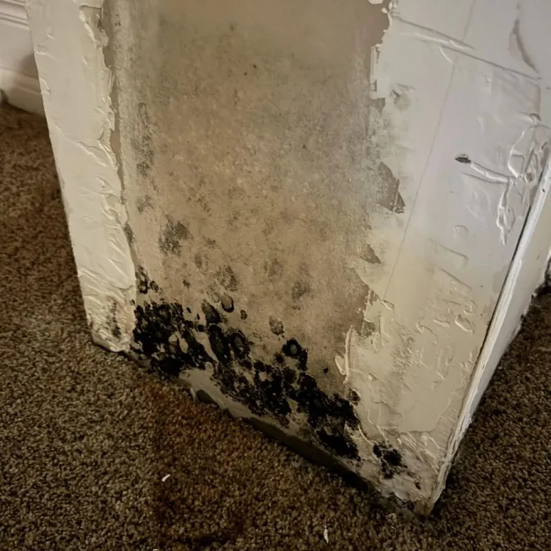 Professional Mold Removal in Brockport, NY